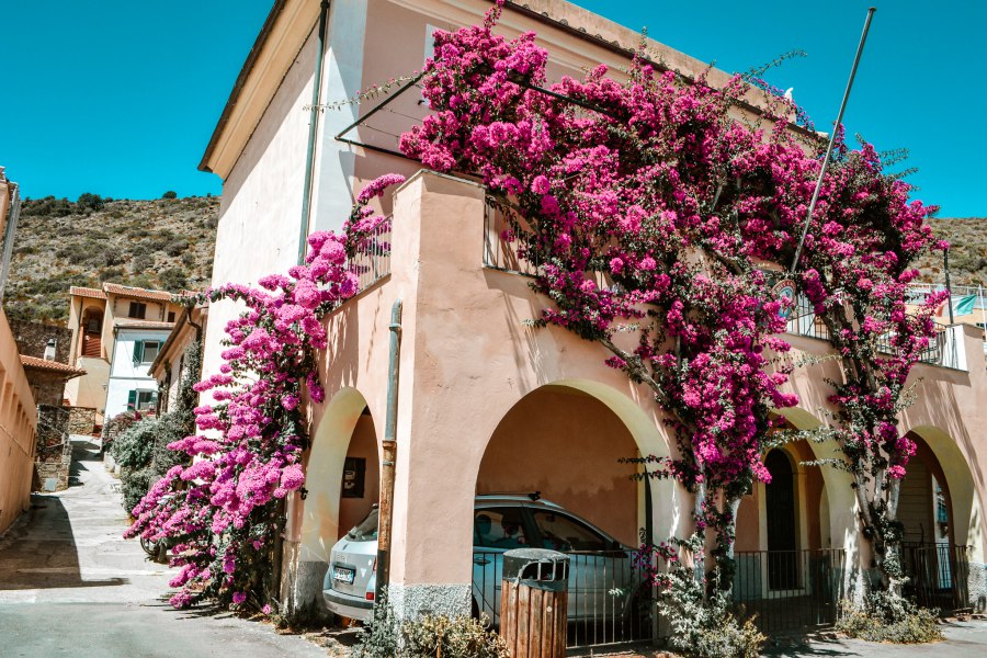Capraia haven, bloemenhuis - Reiskick