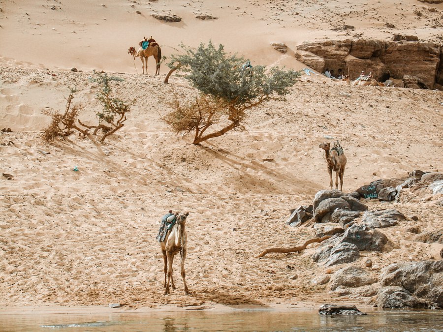 Tips voor Aswan en Nubische dorp - Reiskick