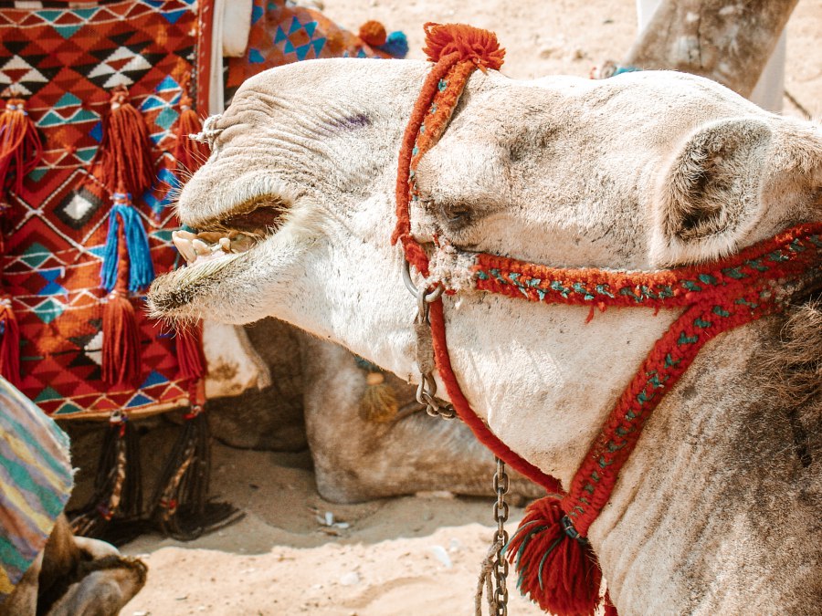 De Egypte ervaring Caïro - Reiskick