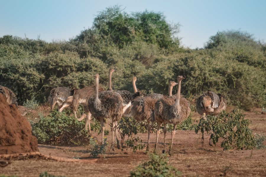 Lake Manyara national Park in Tanzania - Reiskick