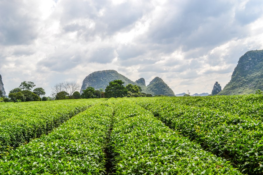 Reiskick Guilin (6)