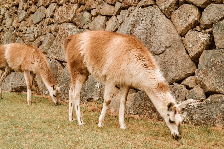 Reiskick Machu Picchu (29)