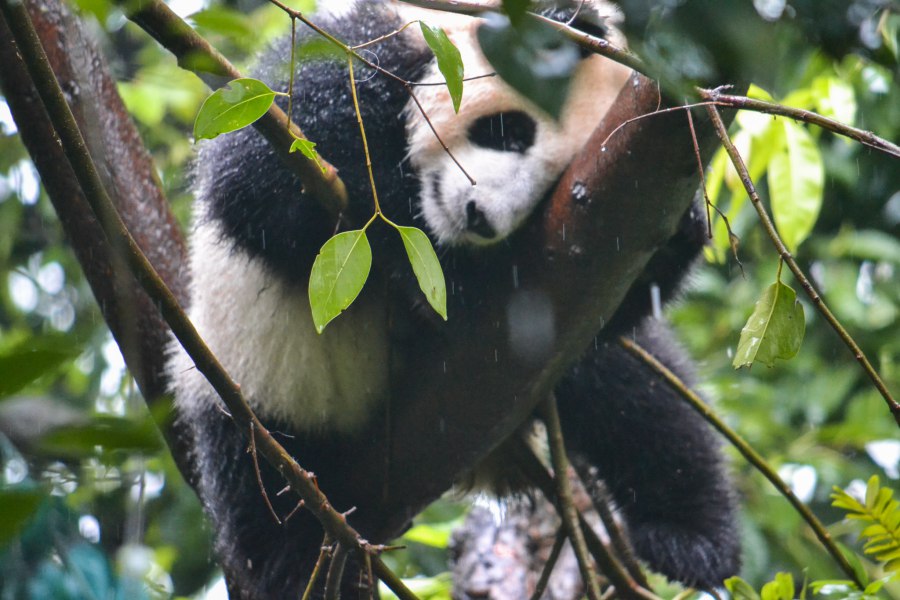 Reiskick nationaal panda park Chengdu (12)