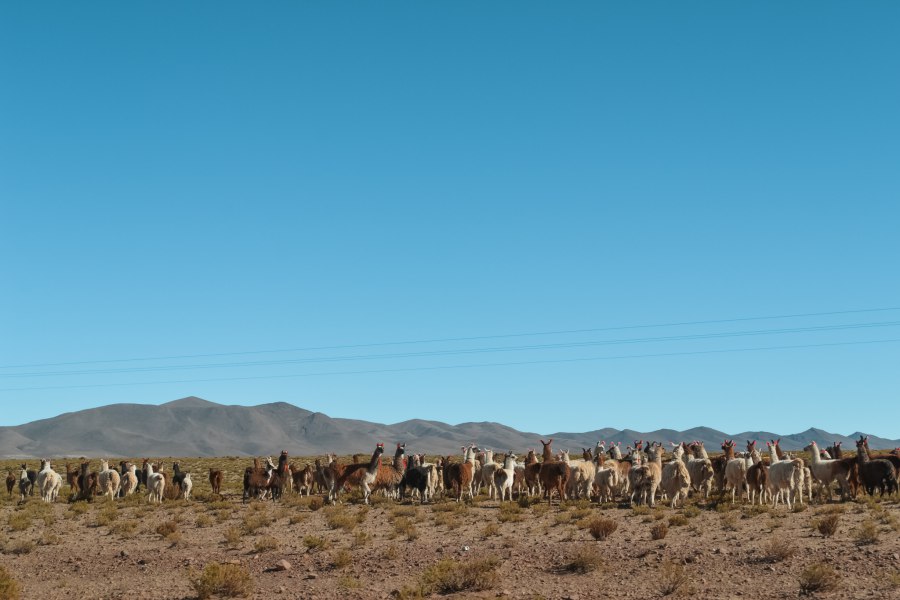 Reiskick Uyuni jeep safari (11)