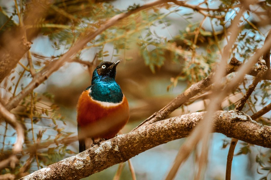 Lake Manyara - Reiskick