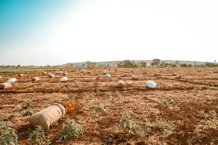 Uienplantage in Tanzania - Reiskick
