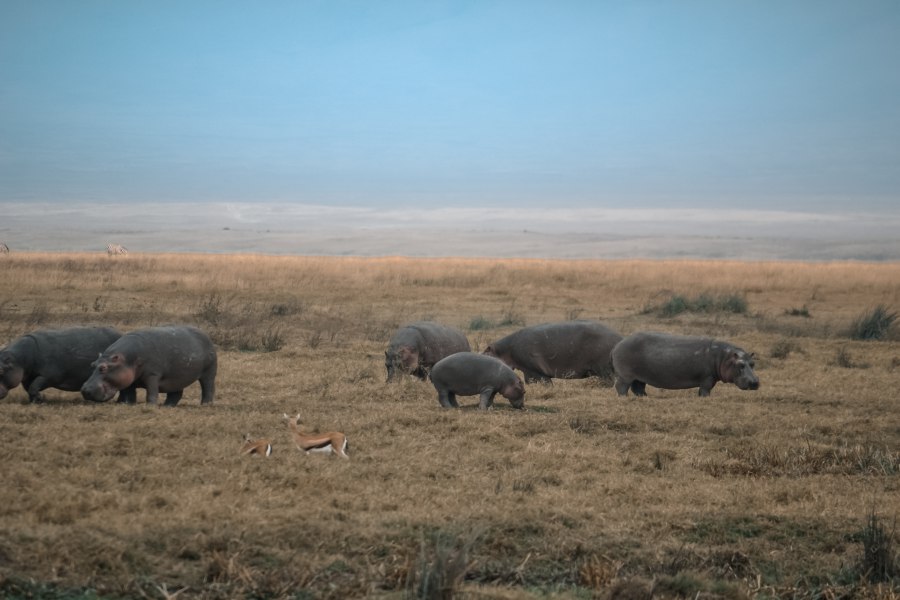 Nijlpaarden in Ngorongoro krater Tanzania - Reiskick