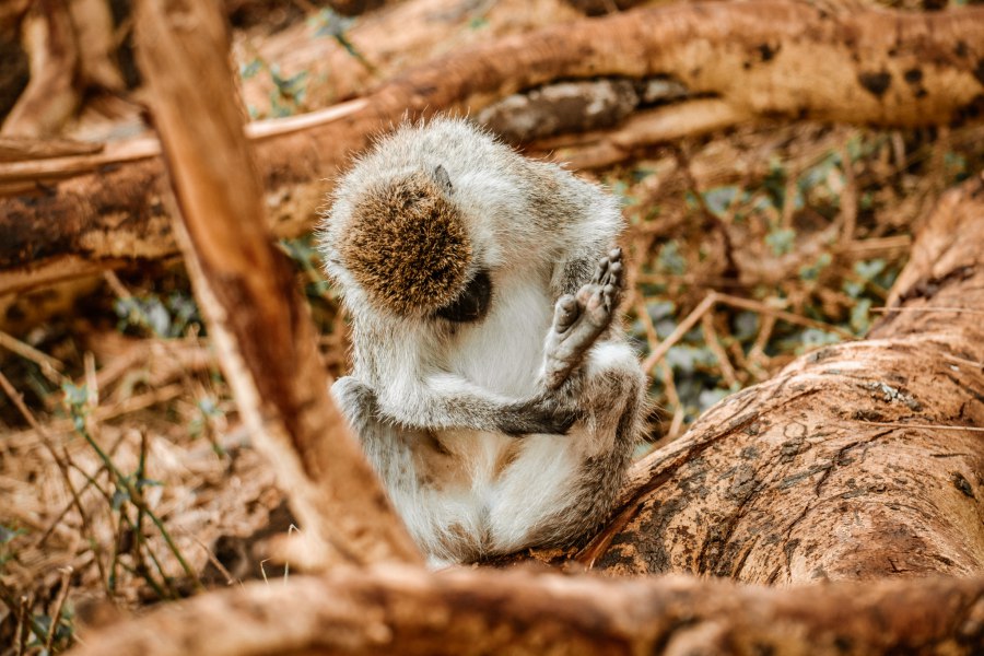 De beste reistijd voor Tanzania - Reiskick