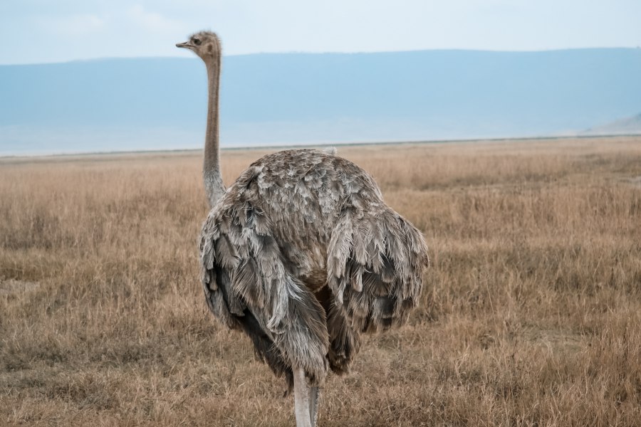 Ngorongoro krater - Reiskick