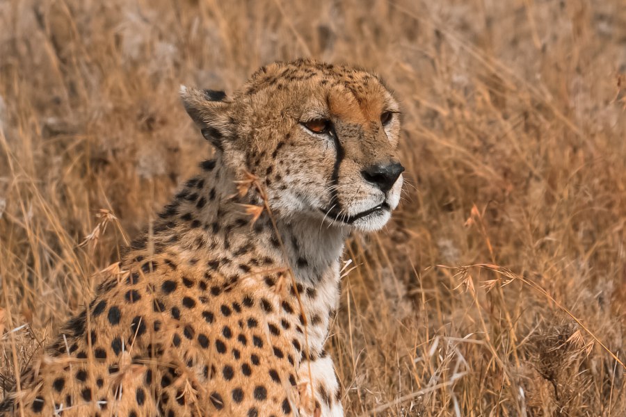 Bekijk hier meer informatie over Serengeti National Park Centraal. - Reiskick