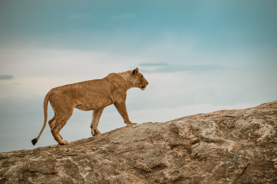 Dieren in Serengeti - Reiskick