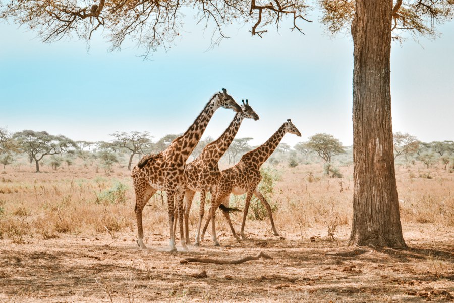 Giraffe in Tanzania national park Serengeti - Reiskick