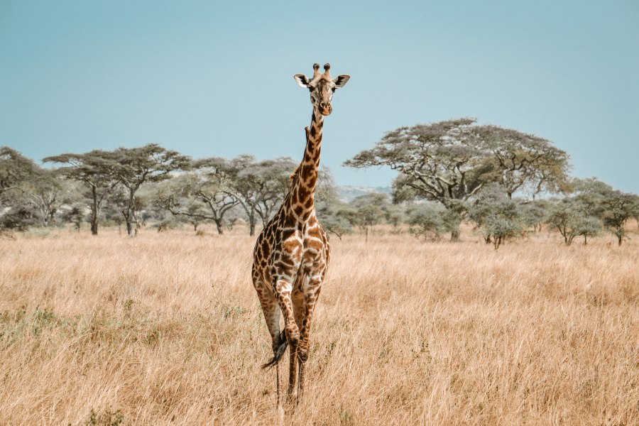 De ultieme safari door Tanzania - Reiskick