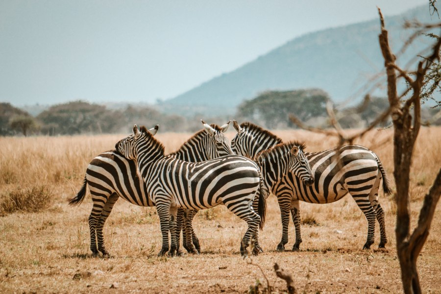 Serengeti National Park Centraal in Tanzania - Reiskick