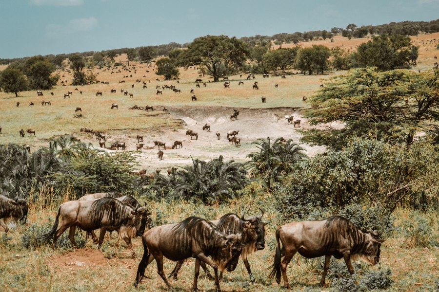 Serengeti National Park Noord - Reiskick