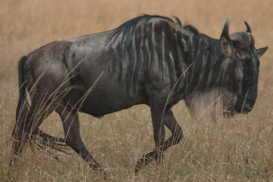 Wanneer je gaat reizen naar Tanzania heb je een visum nodig - Reiskick