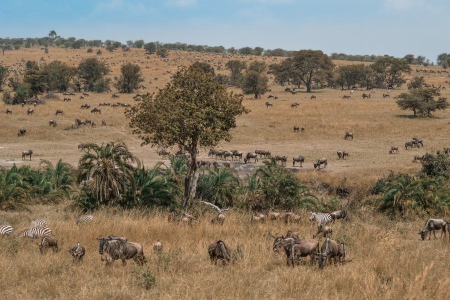 Uitzicht over Serengeti Noord - Reiskick