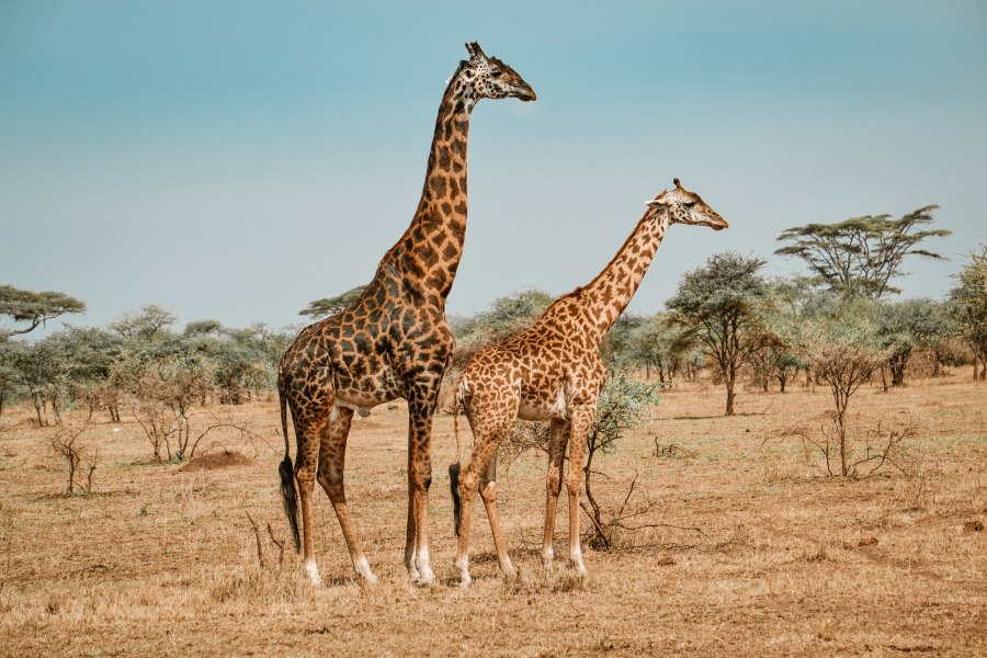 Vaccinaties voor Tanzania - Reiskick