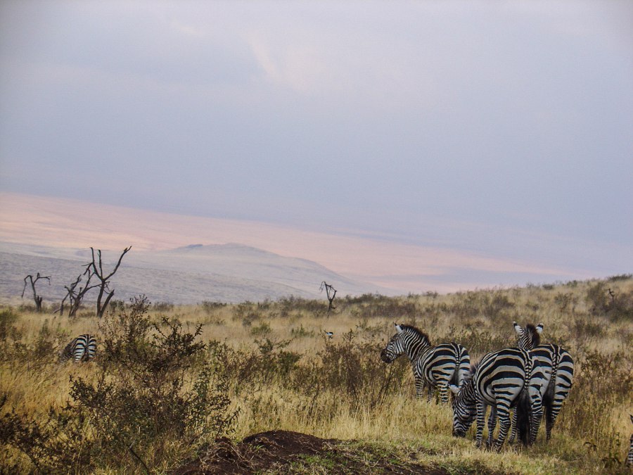 De grote trek in Serengeti national Park noord - Reiskick