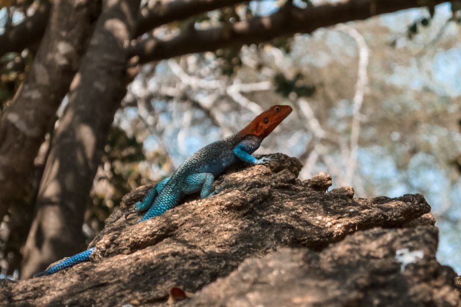Afrikaanse dierenwereld vanuit Tarangire National Park - Reiskick