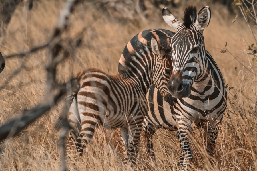 Tips & informatie over Tarangire Nationaal park, Tanzania - Reiskick