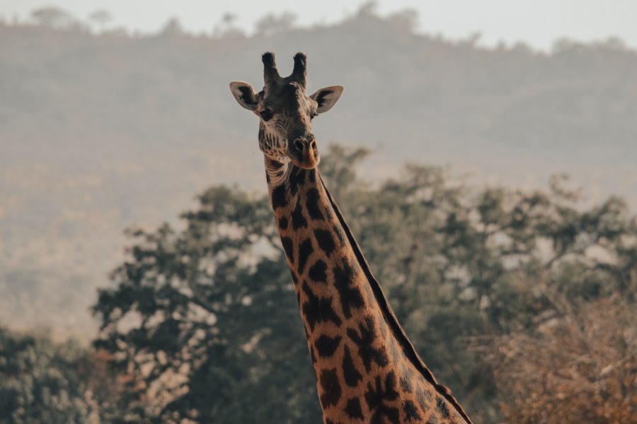 Giraffe in Tarangire National Park - Reiskick