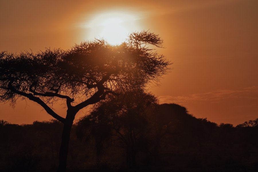 Baobab bomen Tanzania - Reiskick