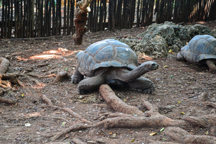 Reuzen landschildpadden op Prison Island - Reiskick
