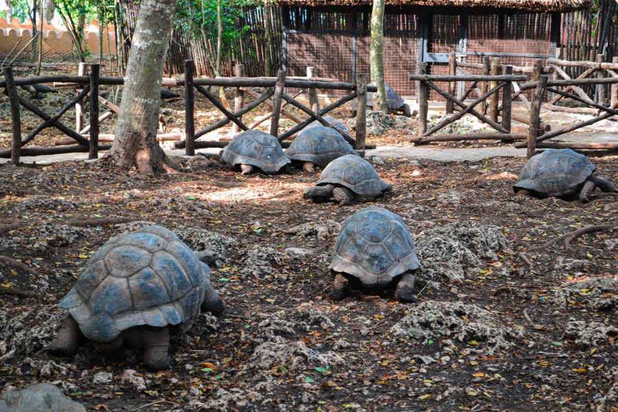 Reuzen landschildpadden op Prison Island - Reiskick